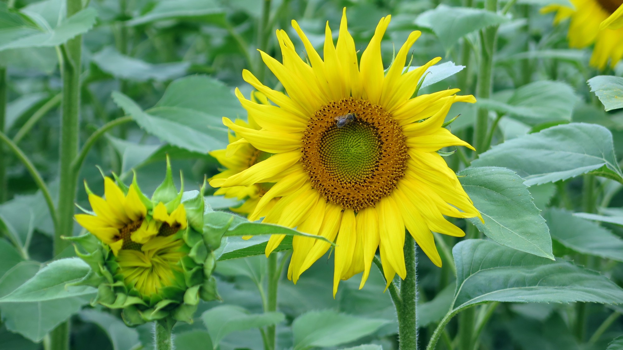 Main Radweg sunflowers 2