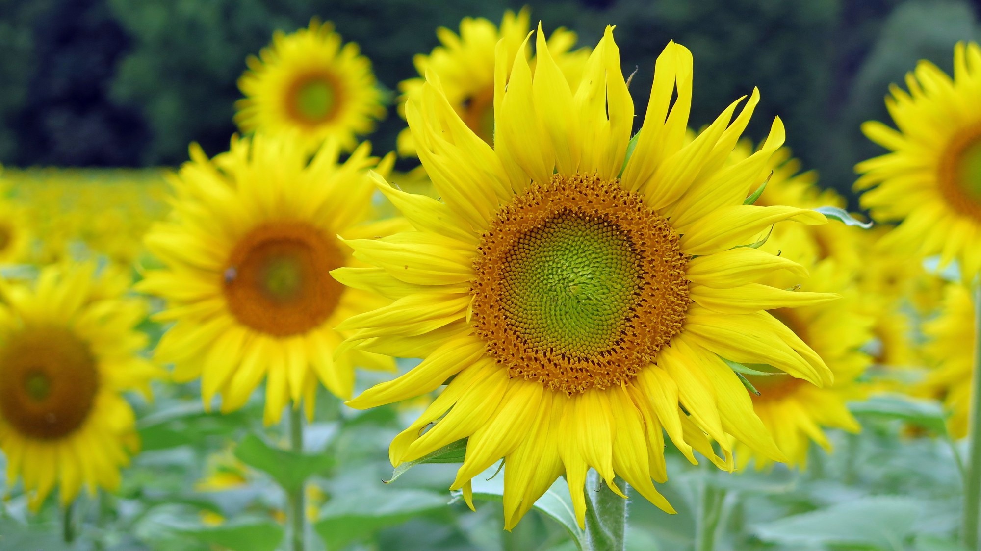 Main Radweg sunflowers